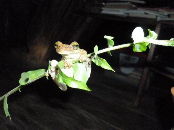 10885126_698225576957556_2239870737252776996_n